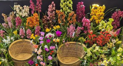 Orchid Shows, Tours and Interviews