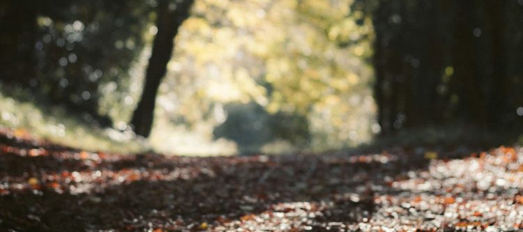 My Top 5 Terrestrial Orchids Worth Trying