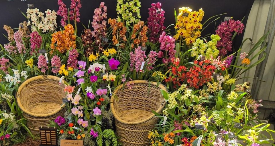 Orchid Shows in 2025