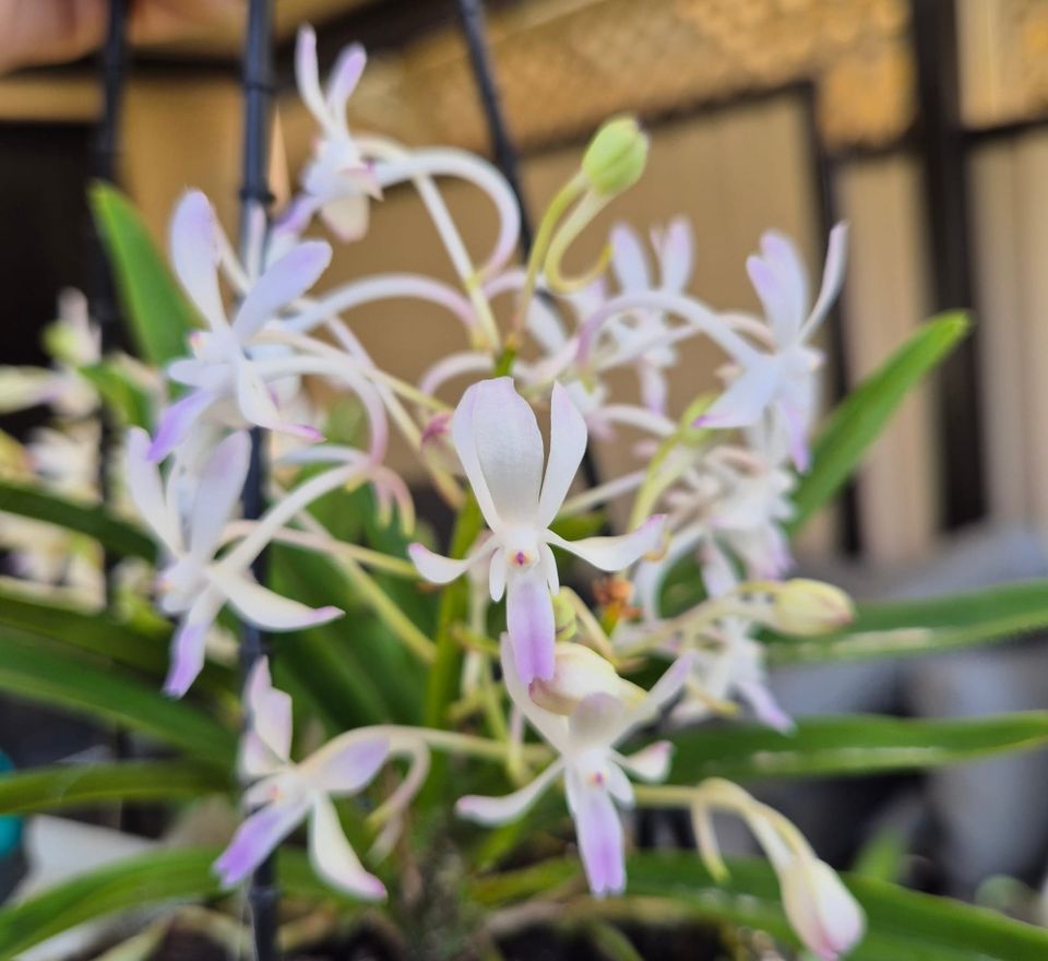 Vandastylis (Neostylis) Lou Sneary Care Guide: Growing Guide & Hybridisation History