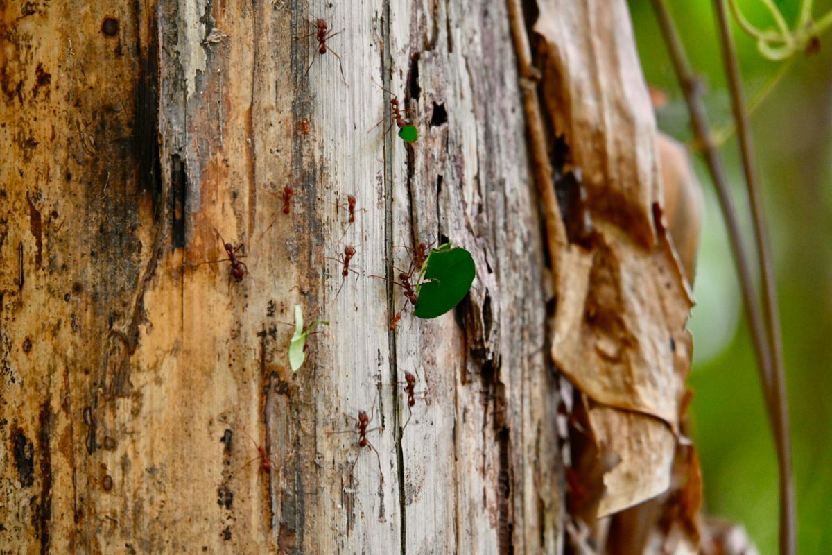 Exploring Carara National Park: A Comprehensive Guide