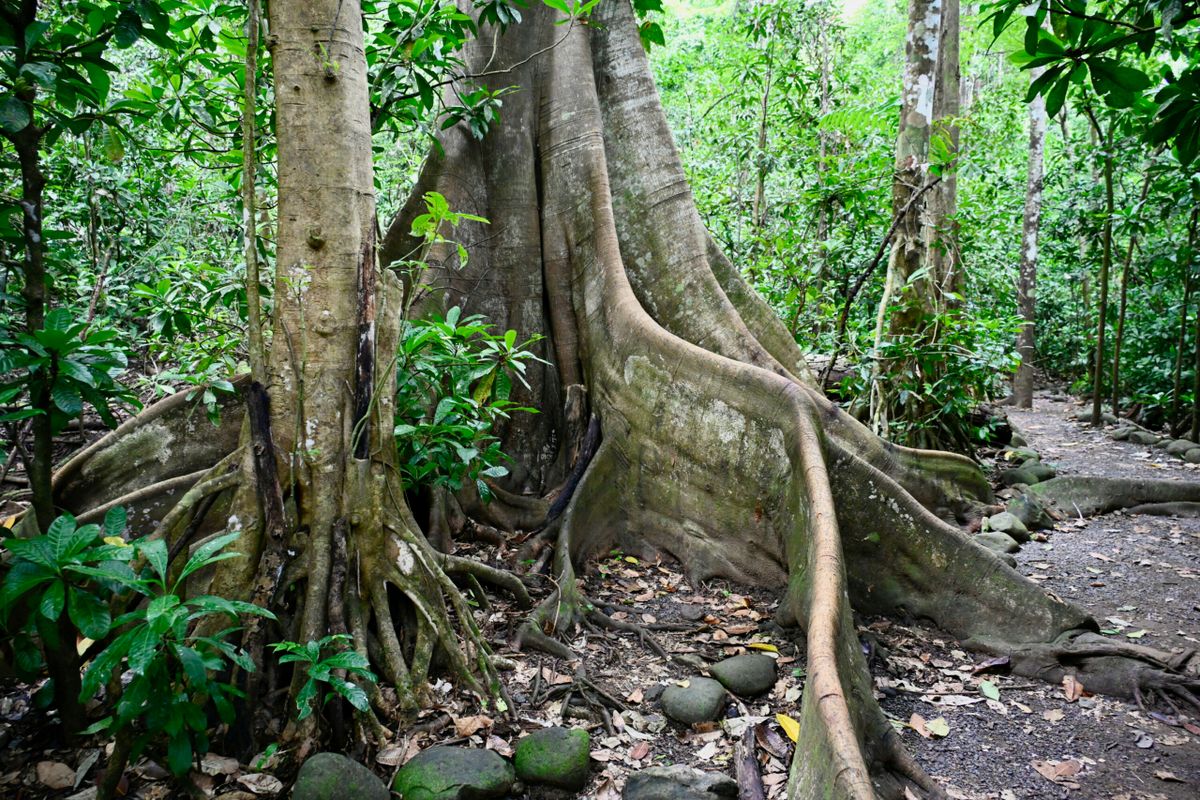 The Enigmatic Strangler Fig of Carara National Park: A Comprehensive Exploration