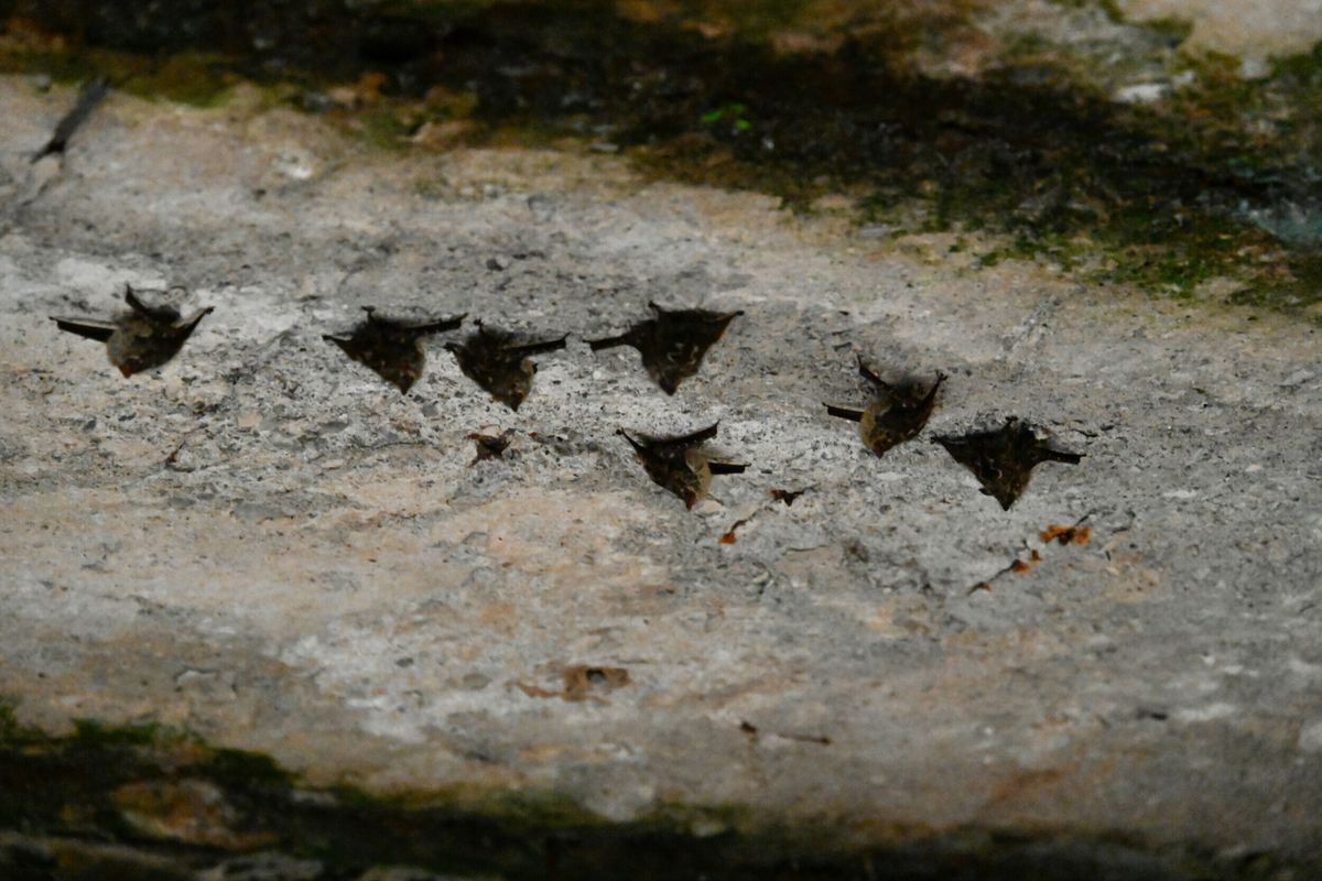 Unveiling the Nightlife of Manuel Antonio National Park: A Bat's Sanctuary