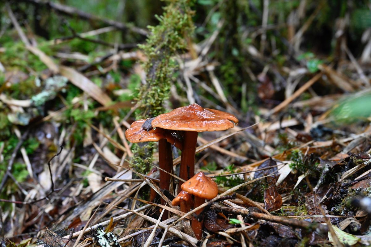 Discovering Los Quetzales: A Photographic Odyssey Among Costa Rica's Forest Fungi