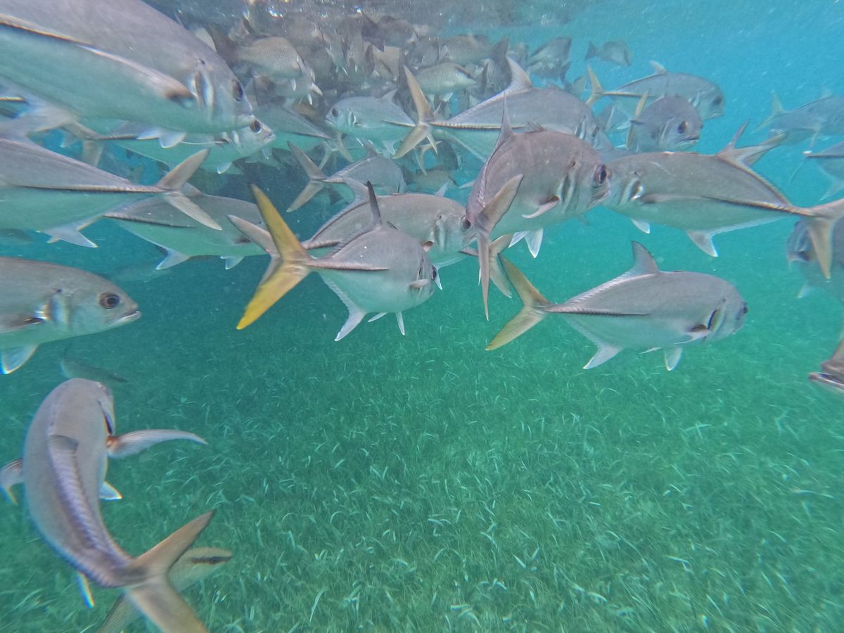 Our Snorkeling Experience in Ambergris Caye, Belize.