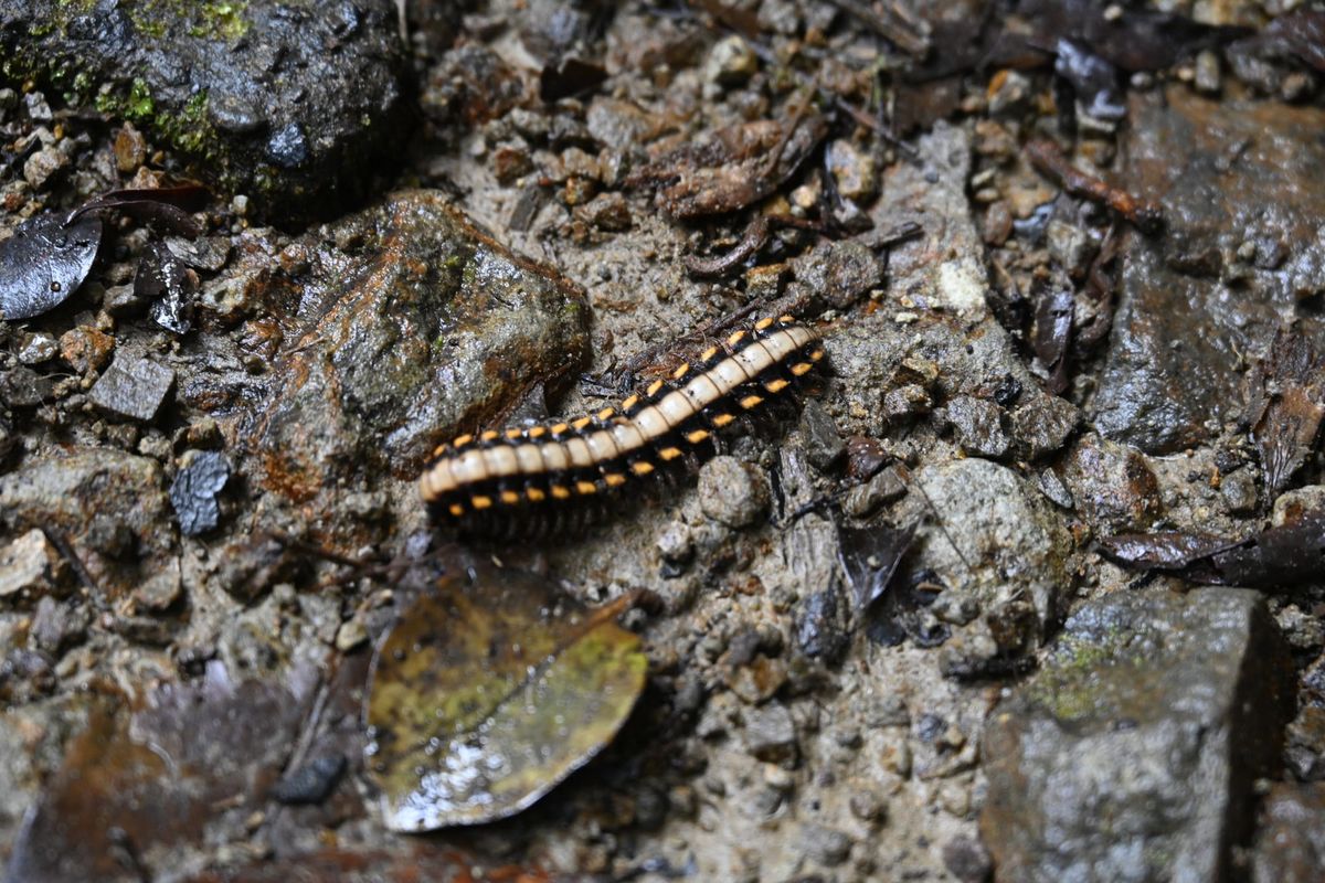 Exploring the Rich Biodiversity of Costa Rica's Rainforests: A Close-Up Look at a Millipede