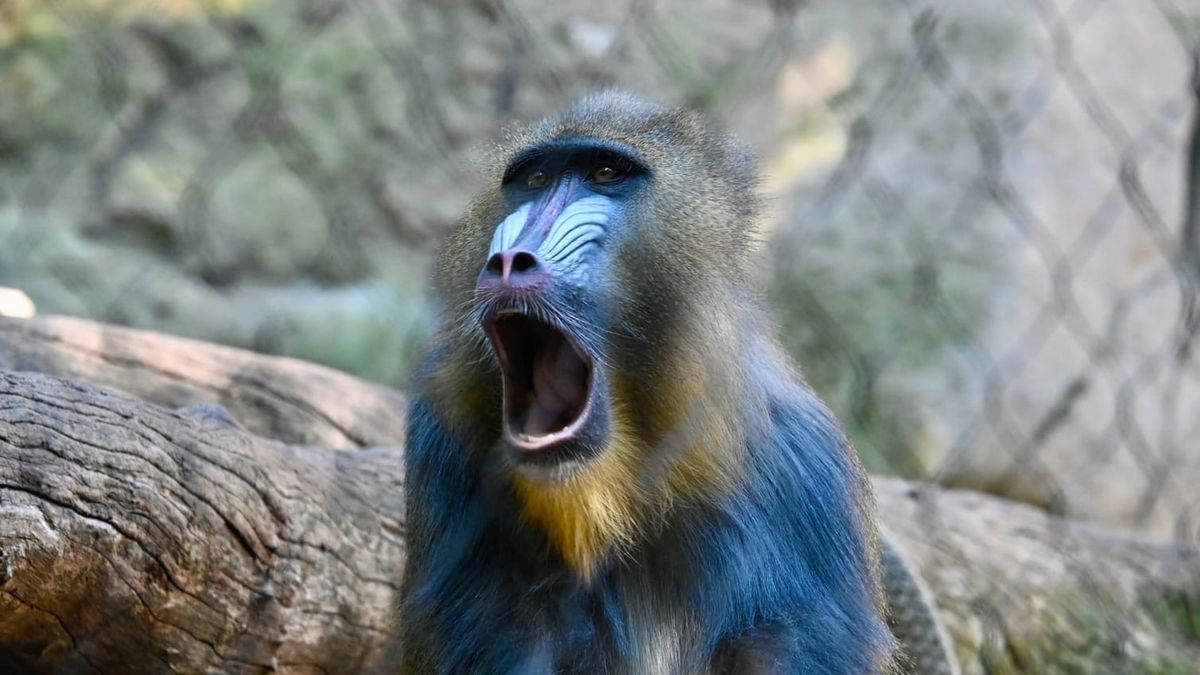 Visiting the San Diego Zoo in October 2024: An Unforgettable Adventure