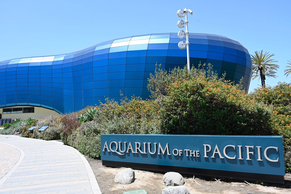 Planning Your Visit to the Aquarium of the Pacific