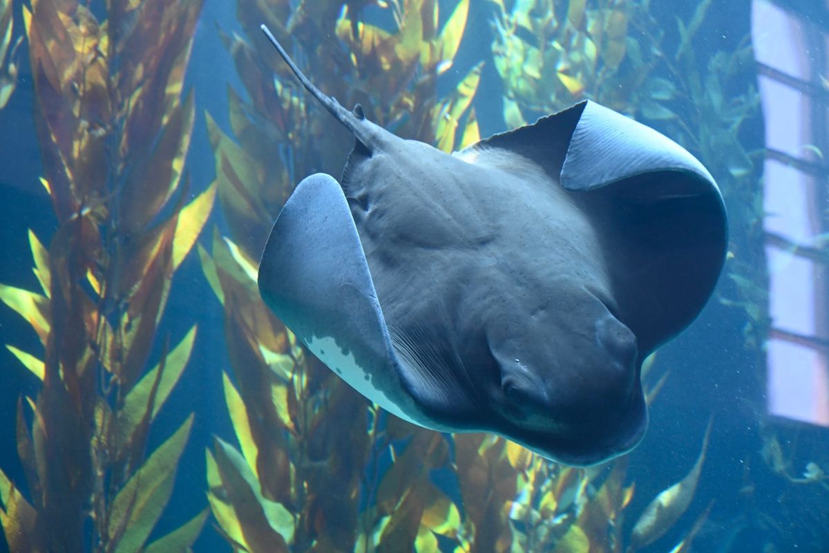 Discover the Wonders of Long Beach Aquarium: A Complete Guide