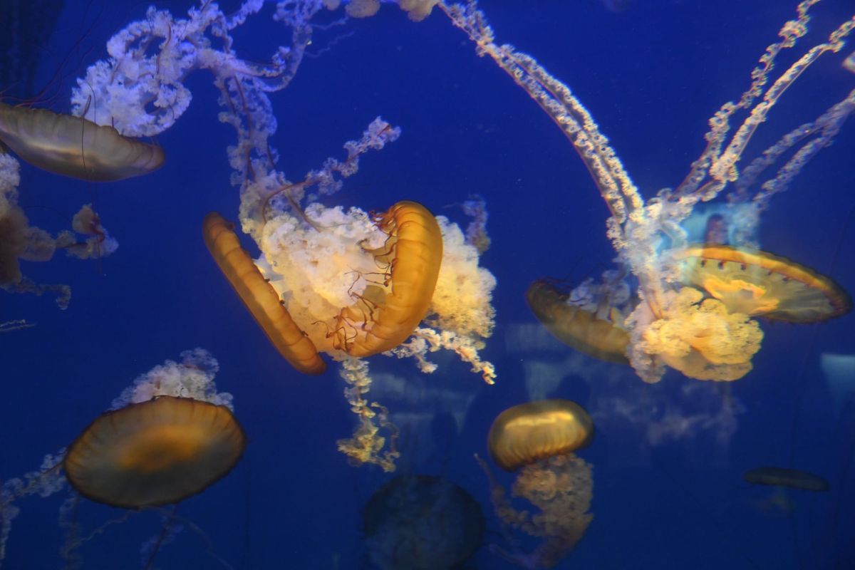 Exploring the Exhibits and Attractions at the Aquarium of the Pacific