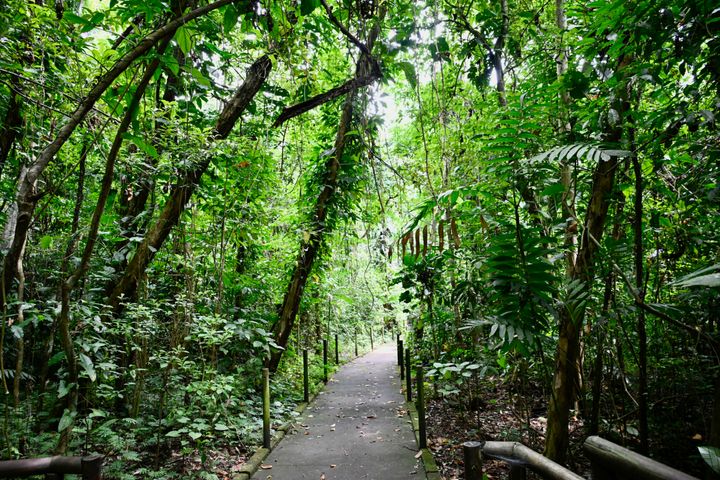 Discover the Wonders of Carara National Park: A Gateway to Costa Rica's Breathtaking  Biodiversity.