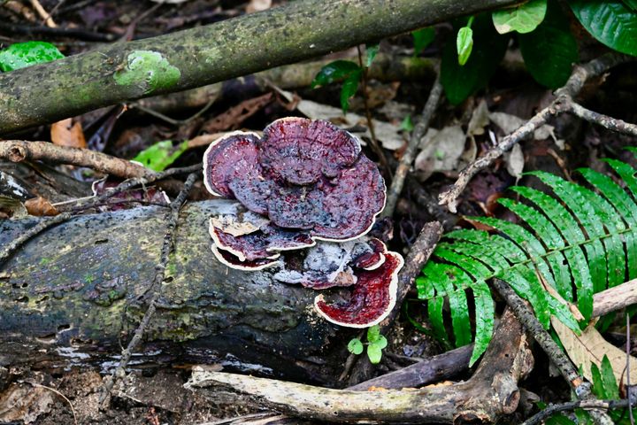 Carara National Park: Tips for the Perfect Family Getaway