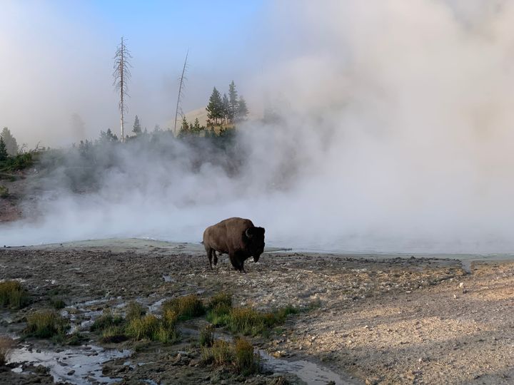 A bison walking through a mist-covered geothermal area in Yellowstone National Park during early morning.