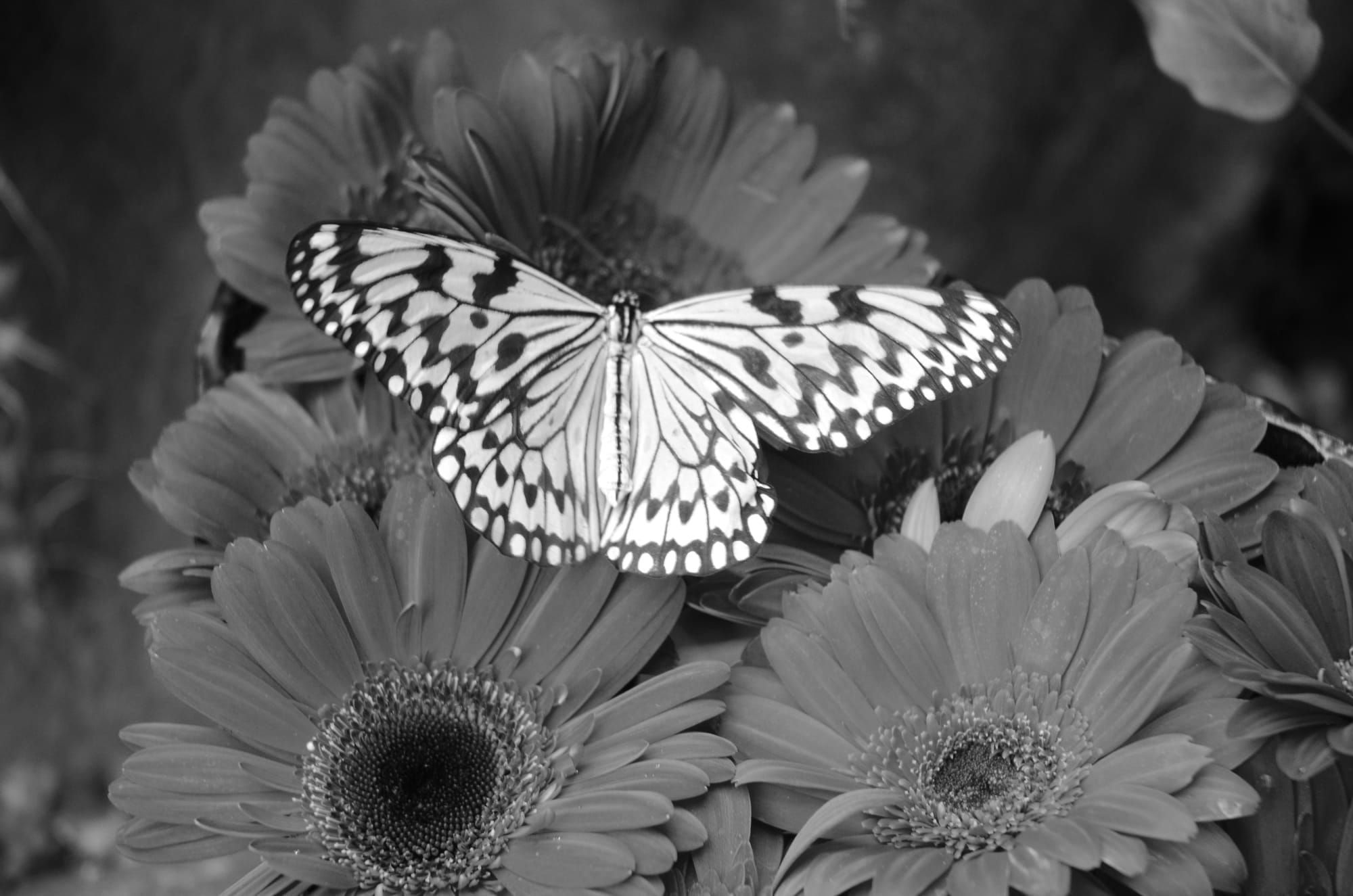 Strategy's butterfly effect