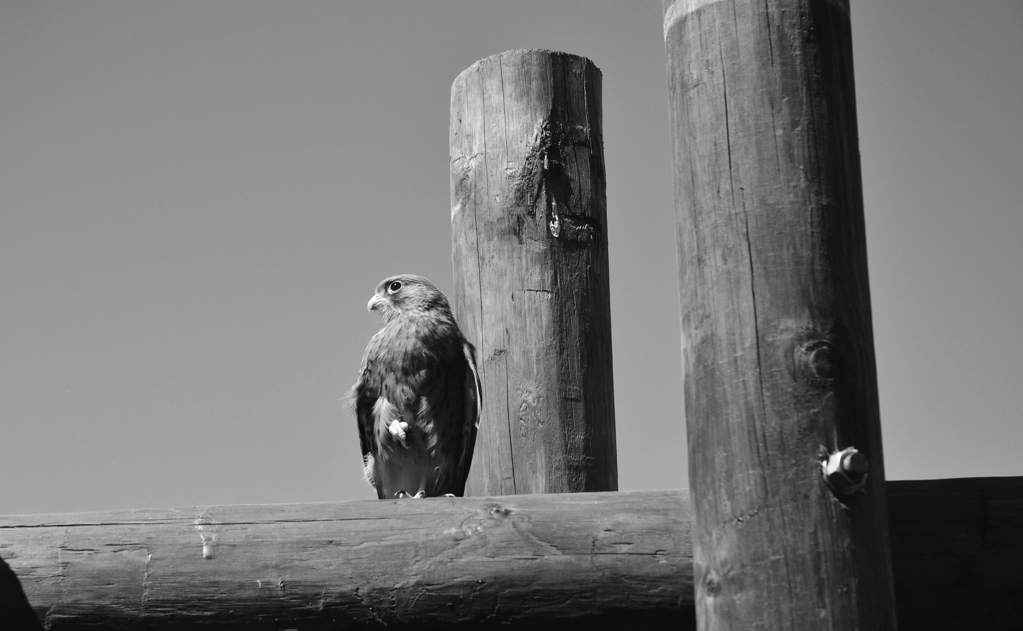 Predators spend most of their lives waiting