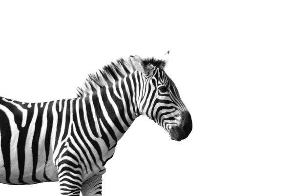 Building brand icons