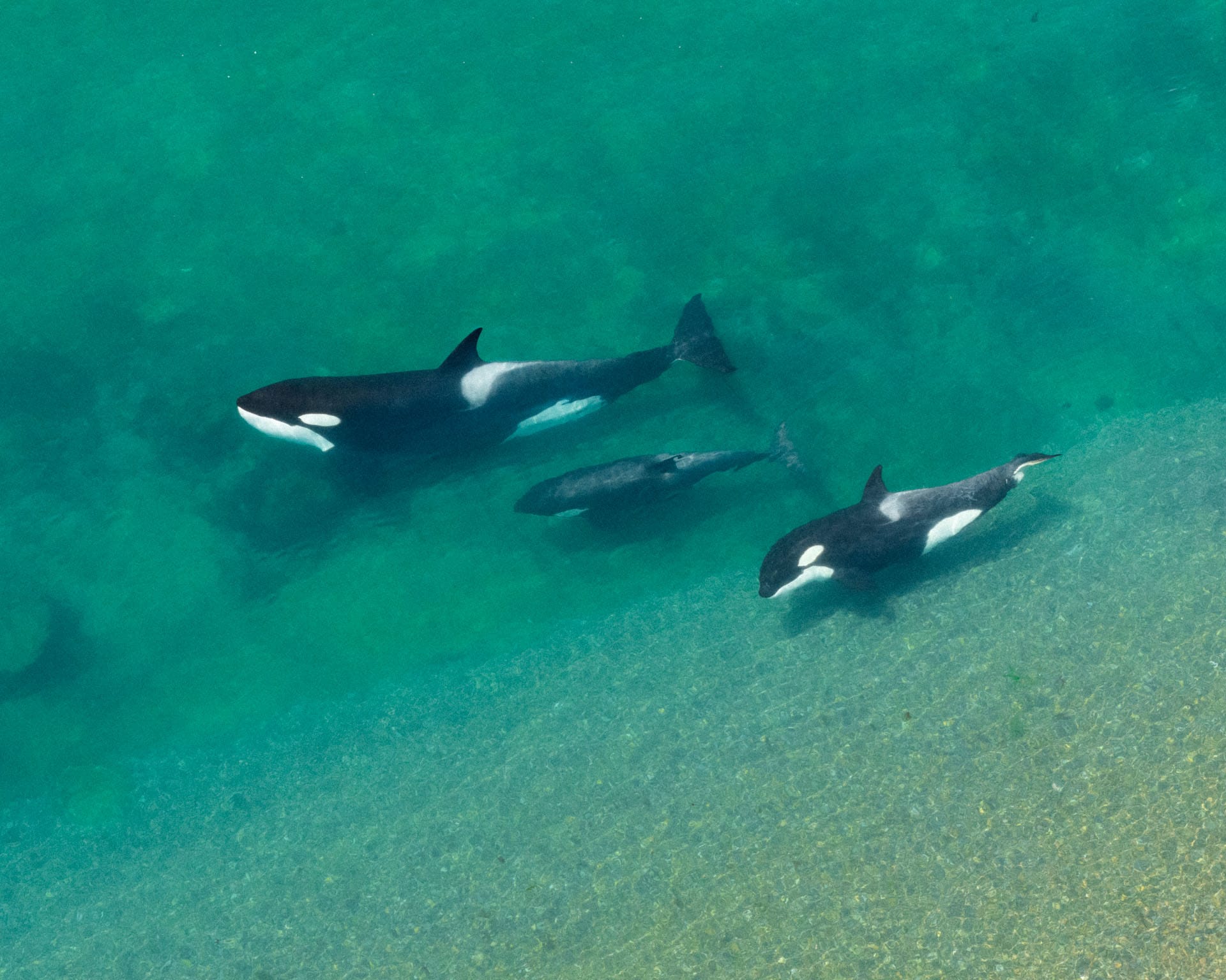 El mundo de las orcas