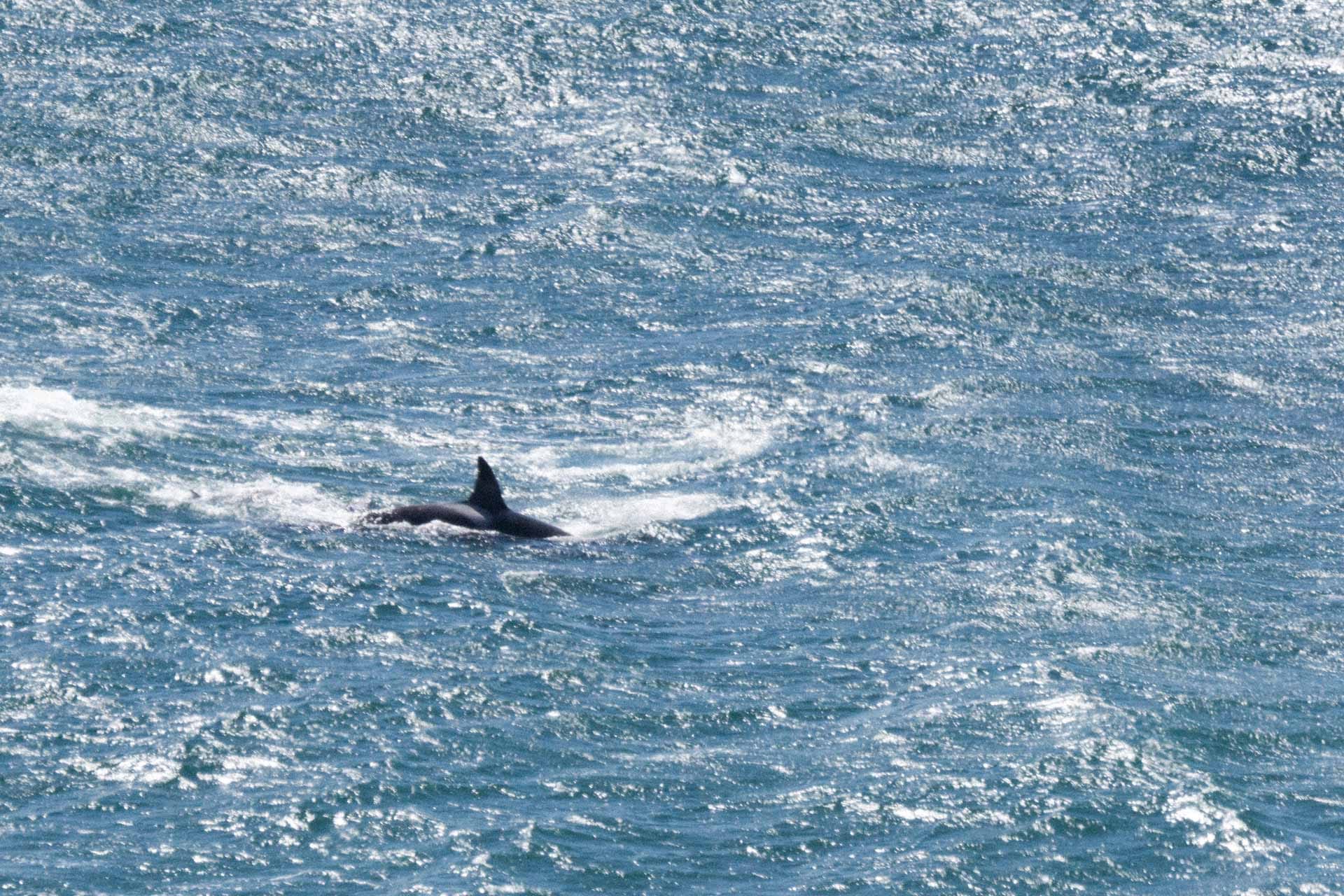 Reportar el avistamiento de una Orca