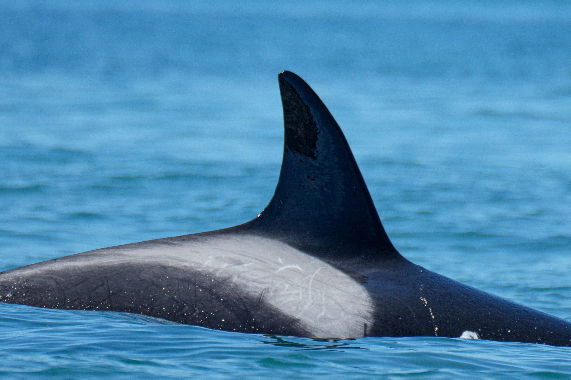 Cómo preparar tus fotos para subir un avistamiento en Orca Explorer