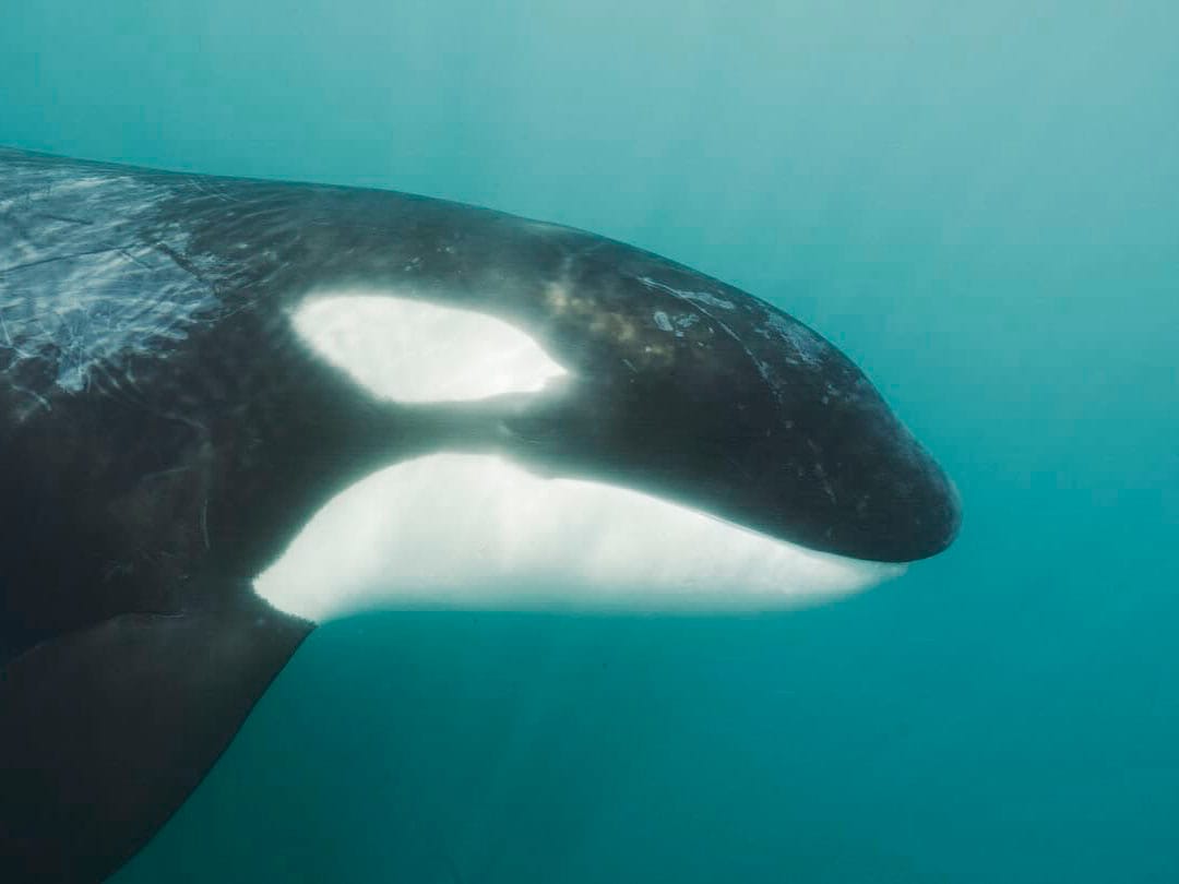 La identidad de cada orca en Orca Explorer
