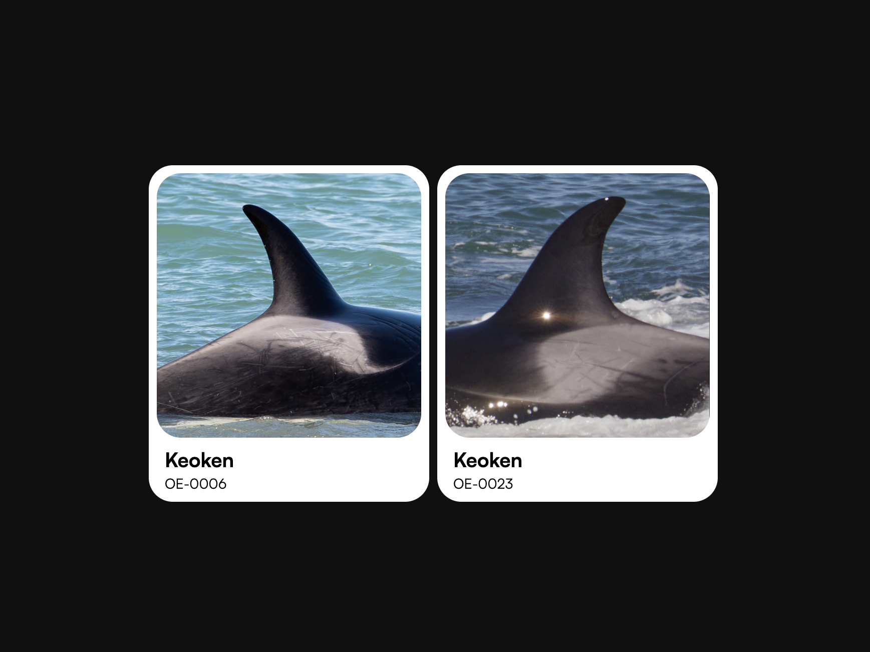 Orcas con perfiles duplicados