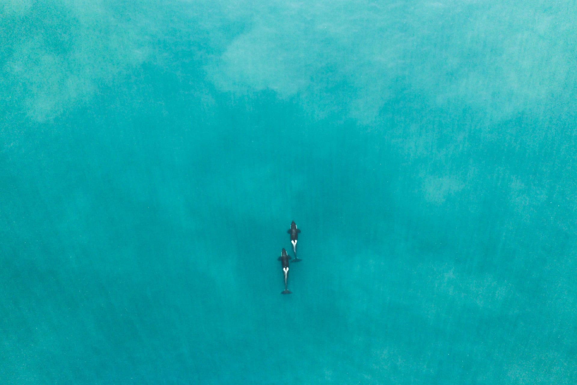 Términos de Uso de Orca Explorer