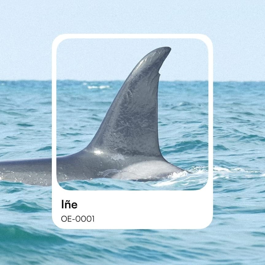 Nuestras orcas