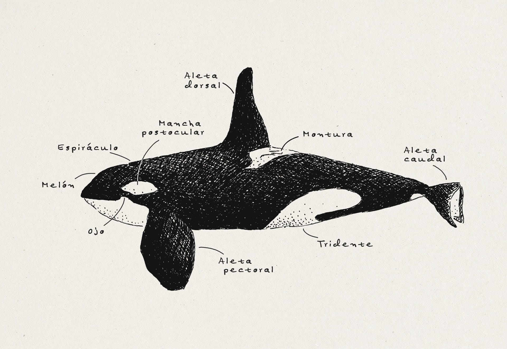 Anatomía de una orca