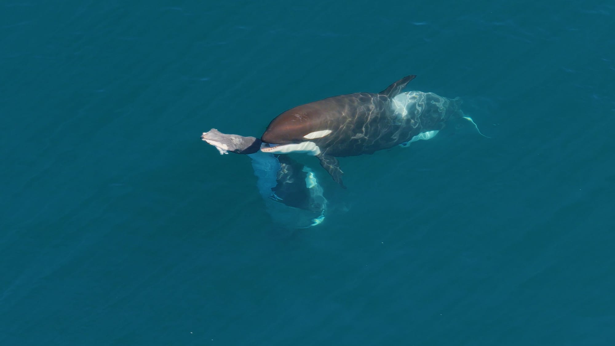 Orcas hostigando y alimentándose de ballenas francas en Península Valdés