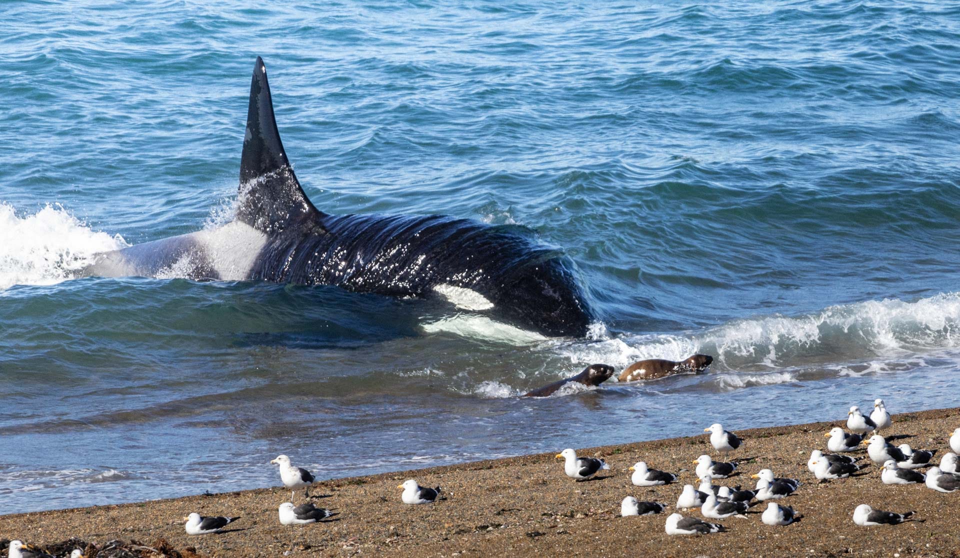 El varamiento intencional: la caza más extrema de las orcas de Península Valdés