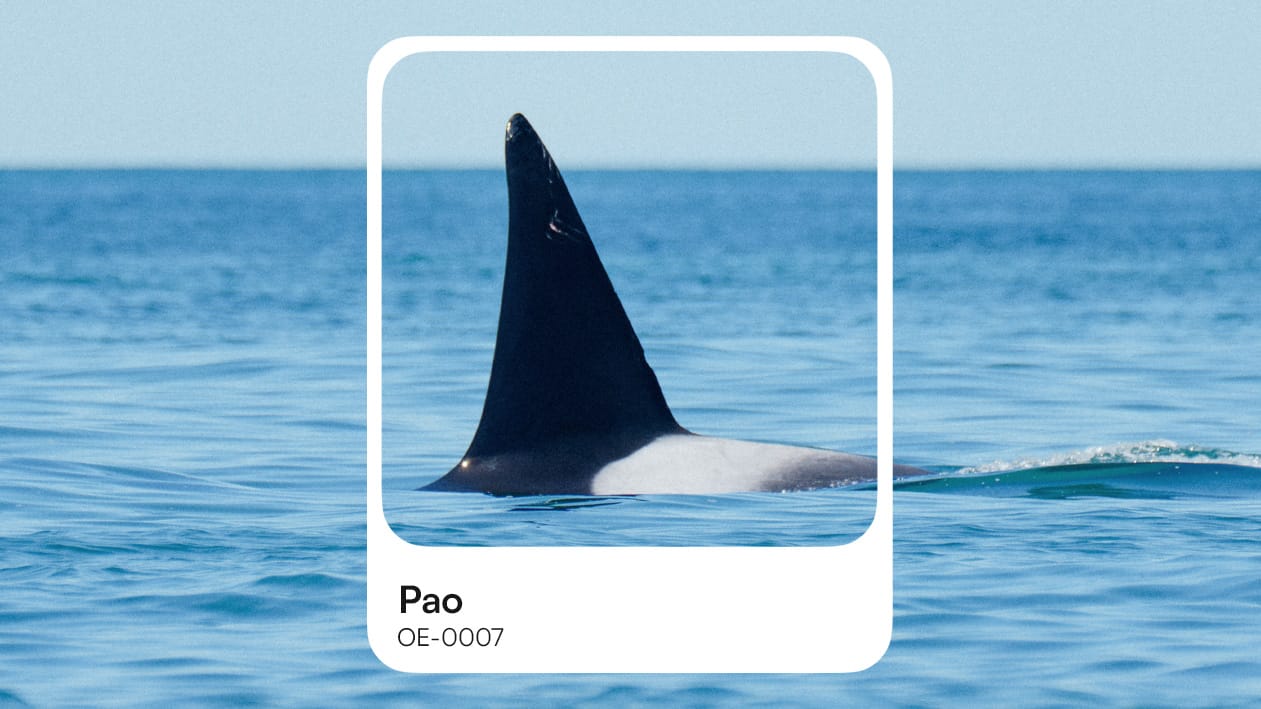 Pao (OE-0007): la orca más avistada de Orca Explorer