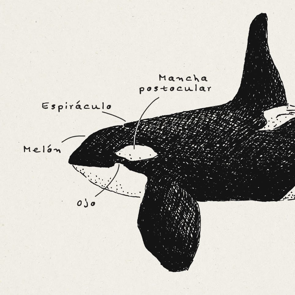 Manual ilustrado