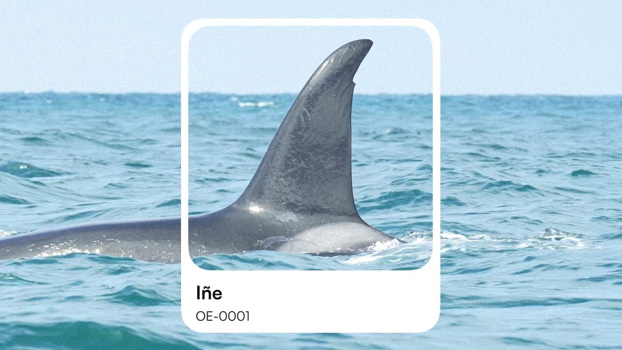Iñe OE-0001, la primera orca del catálogo