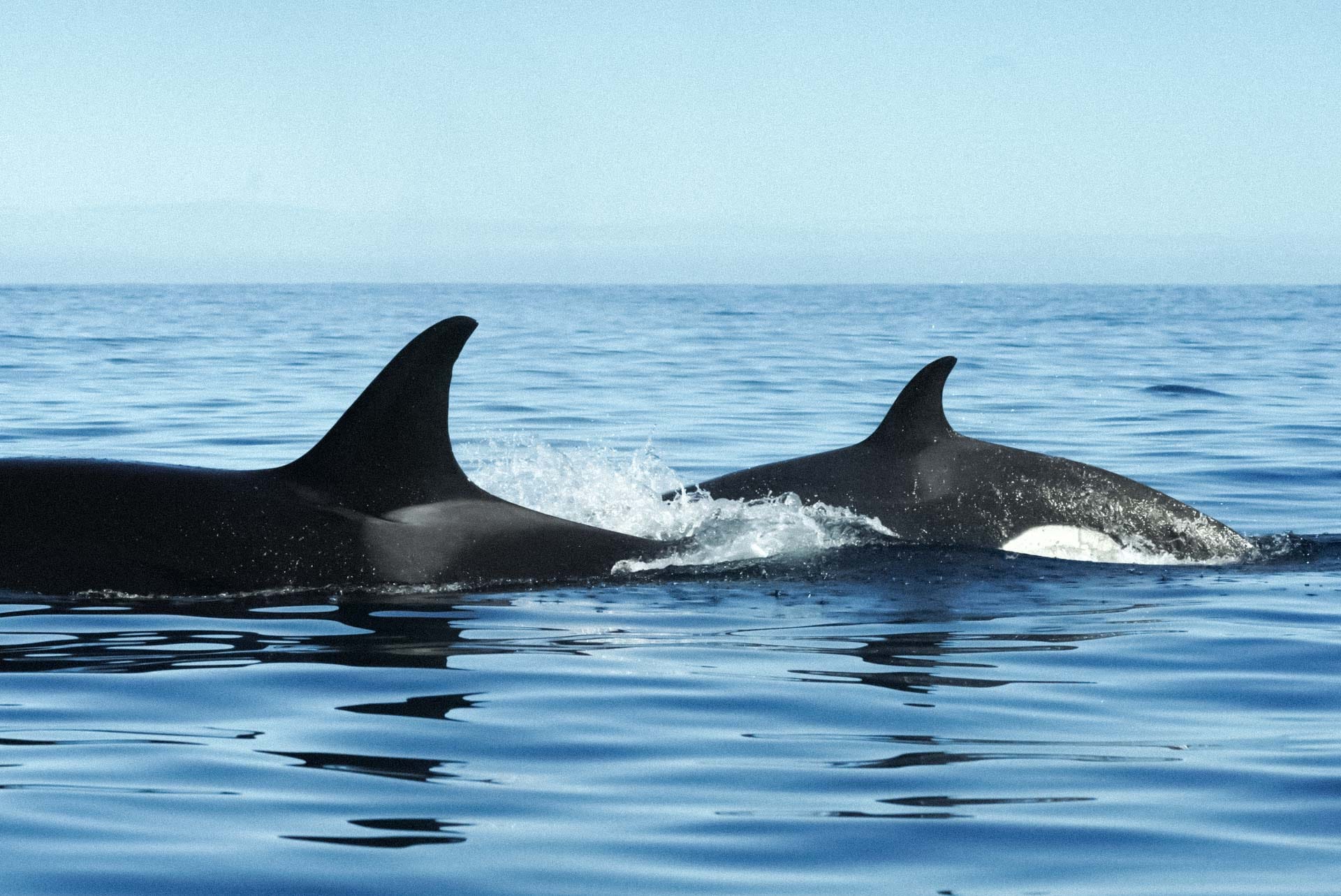 Chile suma sus dos primeras orcas al catálogo.