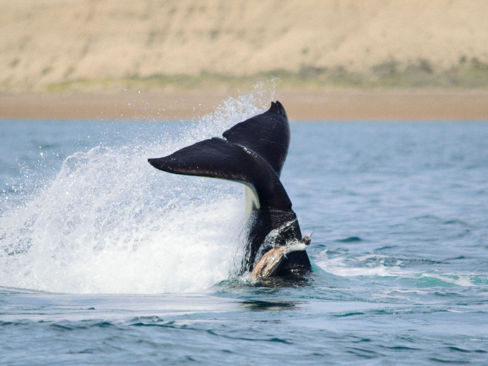 Por qué una orca persigue a un cormorán que no va a comer