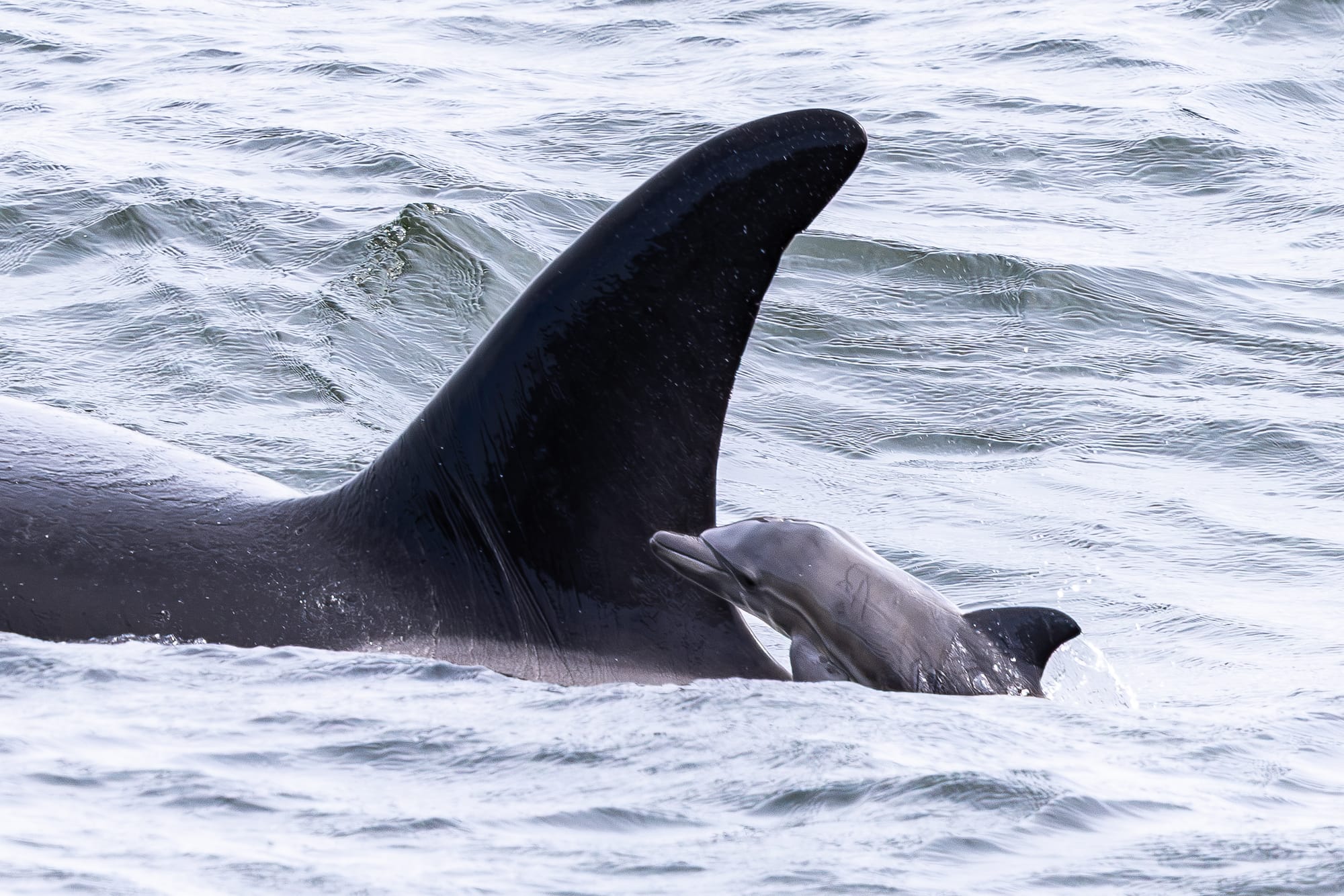 Una cría de delfín pasó cinco horas nadando junto a las orcas que cazaron a su grupo