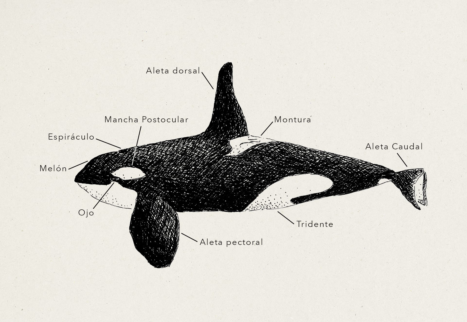 Anatomía de una orca