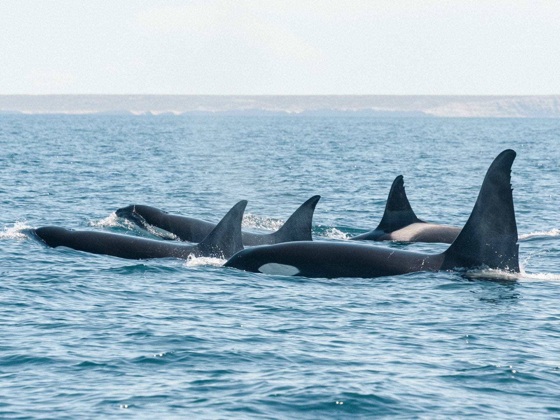 11 orcas desconocidas en Península Valdés, ahora en el catálogo