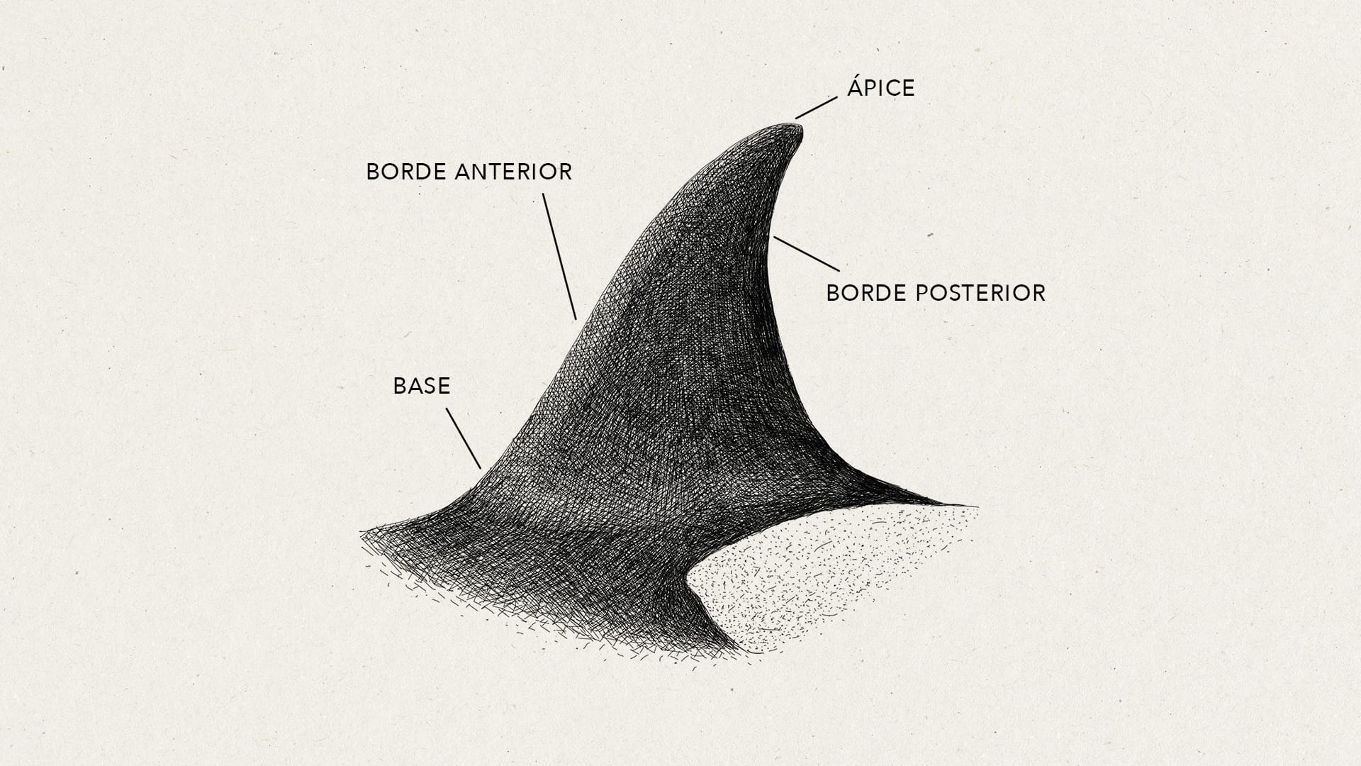 Aleta Dorsal