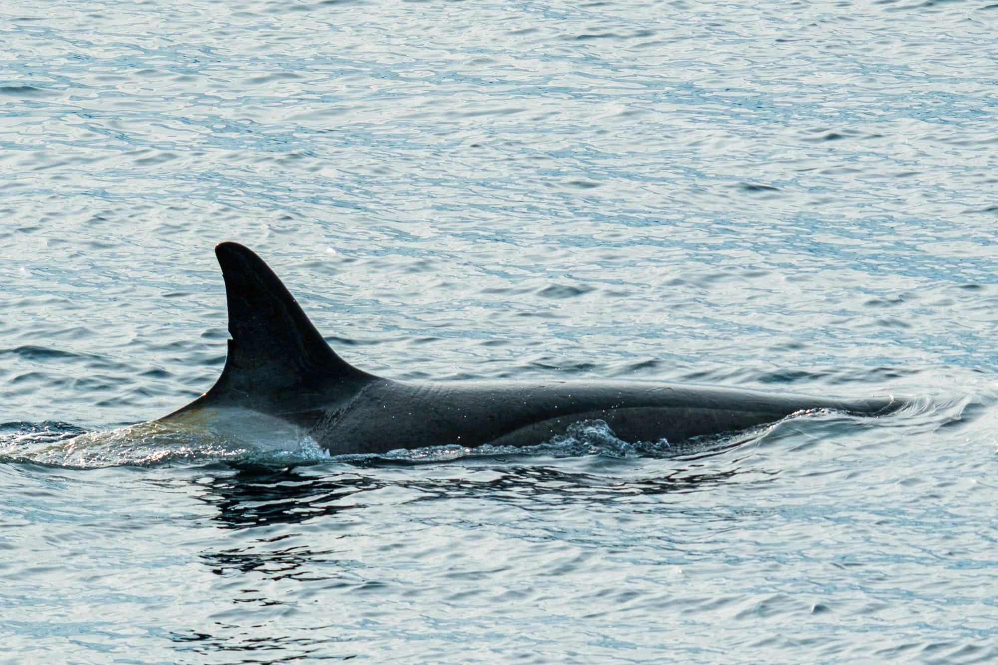 Kuan, la primera orca antártica del catálogo