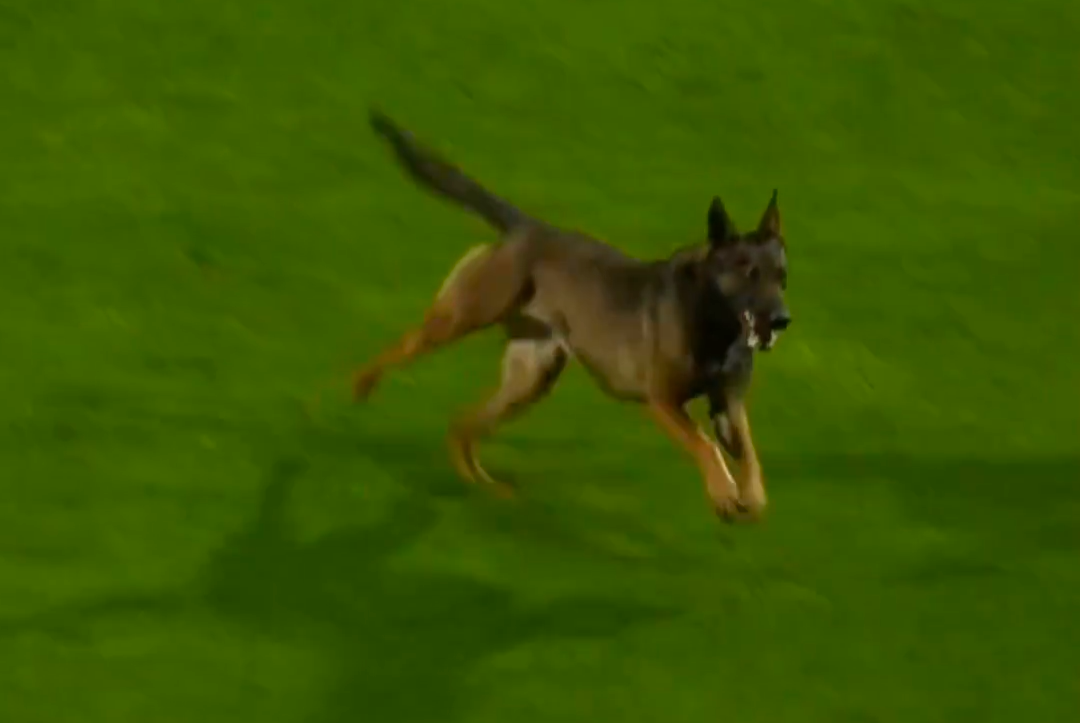 Niespodziewany gość na meczu I Ligi. Mecz musiał zostać przerwany [WIDEO] Zdjęcie główne wpisu