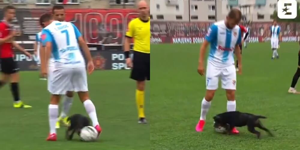 Niespodziewany gość na murawie. Pies zabrał piłkę i założył siatkę piłkarzowi [WIDEO] Zdjęcie główne wpisu