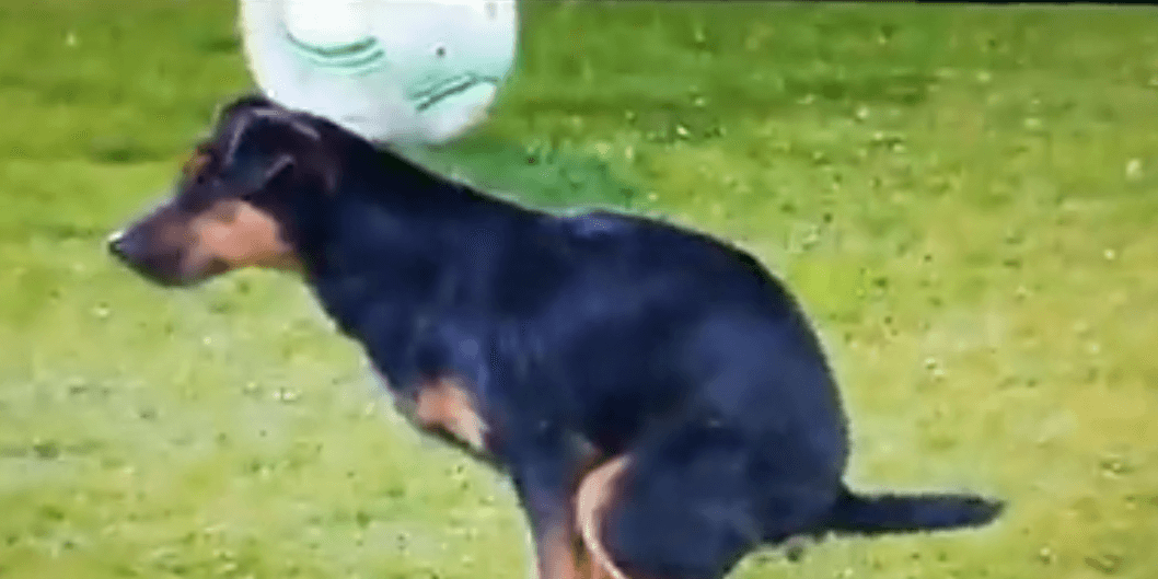 Nieoczekiwany gość na meczu LKE. Pies pojawił się na boisku i zrobił niespodziankę [WIDEO] Zdjęcie główne wpisu