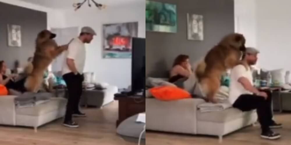 Trener FC Koeln oglądał mecz drużyny w telewizji. Córka nagrała wyczyny ojca [WIDEO] Zdjęcie główne wpisu