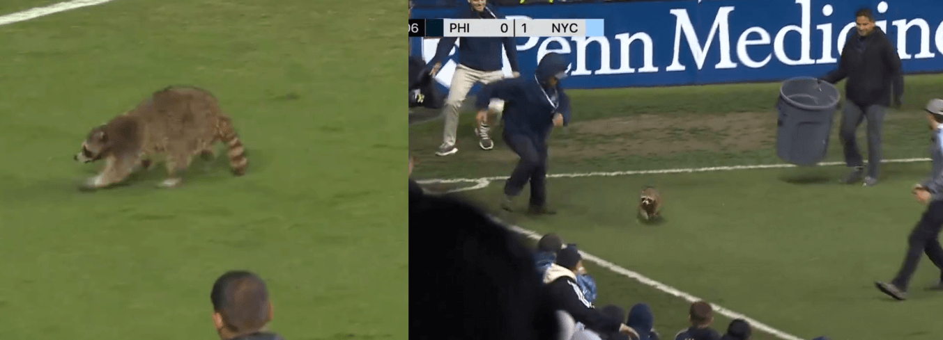 Zwinny gość na murawie podczas meczu MLS. Szop sprawił sporo problemów stewardom [WIDEO] Obraz wpisu