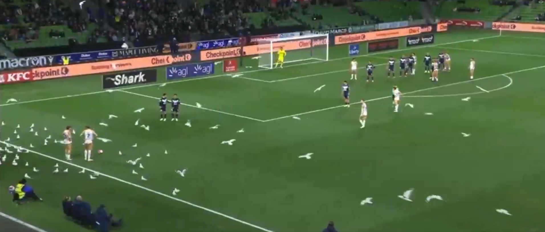 Kuriozalna sytuacja w Australii. Ptaki opanowały stadion [WIDEO] Obraz wpisu