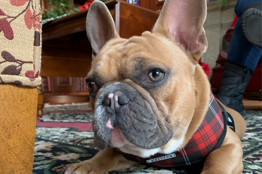 huisdier-oppas-vakantie-2