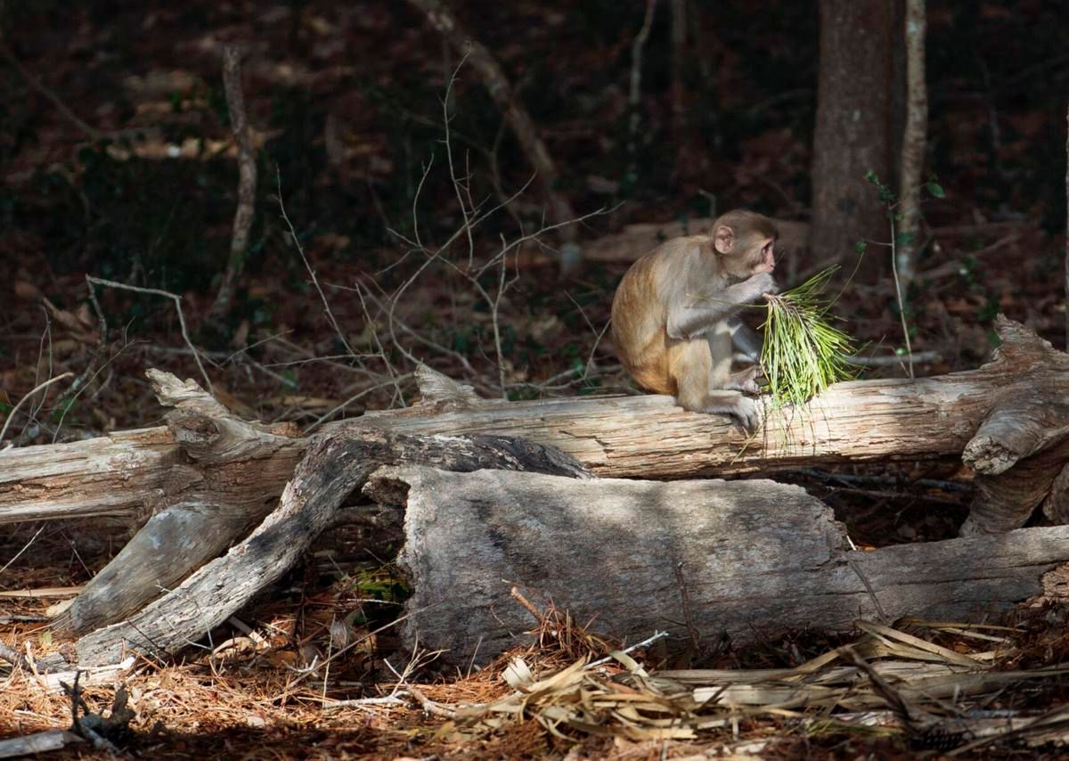 Dozens of Monkeys on the Run After Great Escape from Lowcountry Facility
