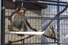 Lab Monkeys Escape After Truck Crash in Mississippi — Most “Destroyed,” Disease Risk Claims Spark Concern