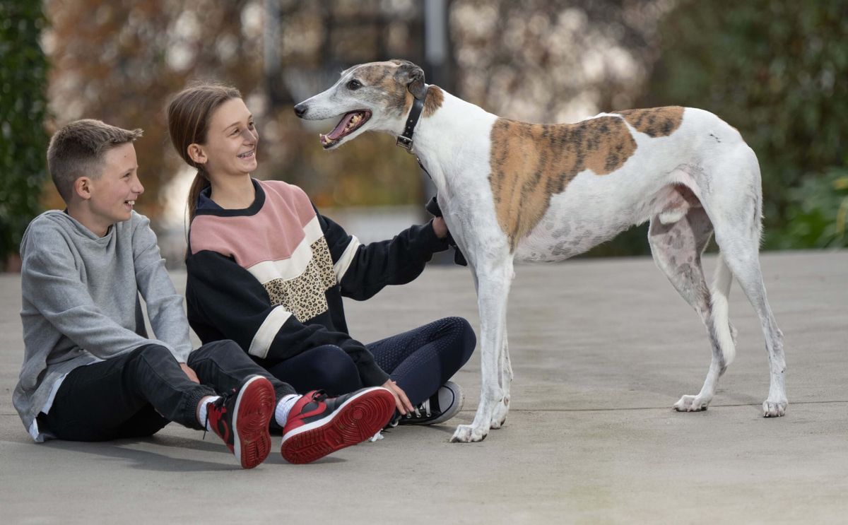 Farewell to a Greyhound Legend: Fernando Bale (2013–2025)